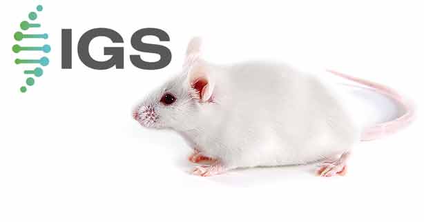 CD-1® (ICR) IGS Mice – Keymax Technology