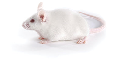KM Mice – Keymax Technology