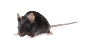 C57BL/6 Inbred Mice