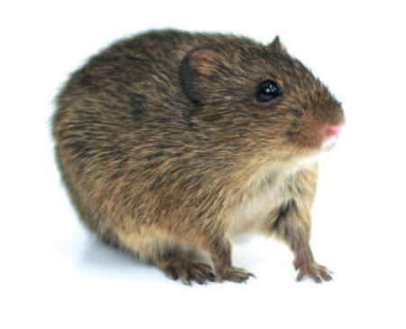 Cotton rats – Keymax Technology