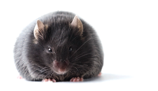 Obese (ob/ob) mice – Keymax Technology